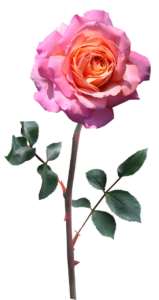 ロスカットの条件と仕組みについて詳しく解説しますか？