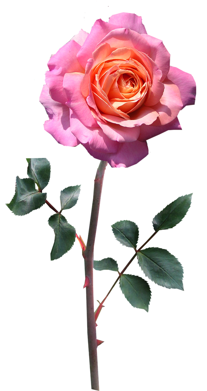 ロスカットの条件と仕組みについて詳しく解説しますか？